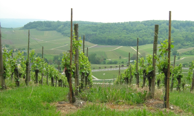 grape vines in the foreground with a lush green valley in the background in luxemburg